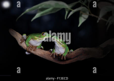 Due rane seduta faccia a faccia in una struttura ad albero Foto Stock