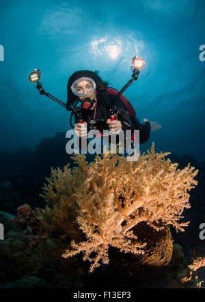 Scuba Diver fotografare il corallo, Parete Barnum, Palau, Stati Federati di Micronesia Foto Stock