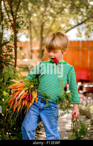 Ragazzo portando un mazzo di appena raccolto le carote Foto Stock