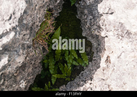 Hart-lingua, felci Asplenium scolopendrium crescendo in un calcare Gryke, Dalton roccioso, Cumbria, Inghilterra. Foto Stock