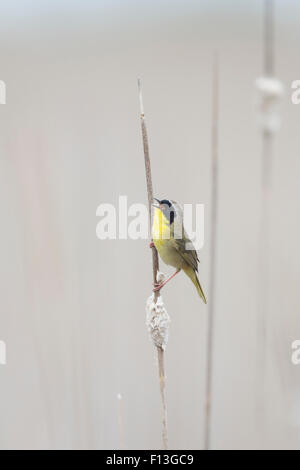 Yellowthroat comune - maschio a cantare in habitat reedbed Geothlypis trichas Ontario, Canada BI027575 Foto Stock