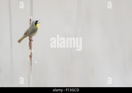 Yellowthroat comune - maschio a cantare in habitat reedbed Geothlypis trichas Ontario, Canada BI027578 Foto Stock