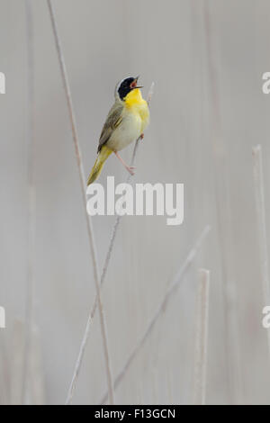 Yellowthroat comune - maschio a cantare in habitat reedbed Geothlypis trichas Ontario, Canada BI027582 Foto Stock