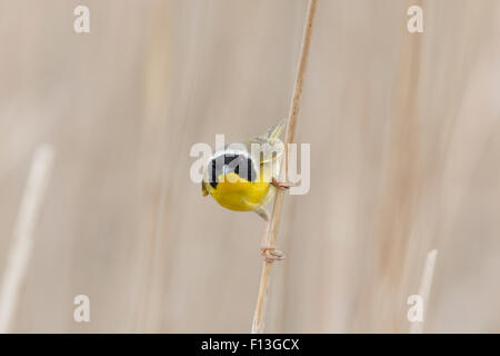 Yellowthroat comune - maschio in habitat reedbed Geothlypis trichas Ontario, Canada BI027590 Foto Stock