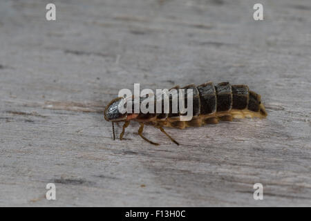 Grande europeo glow worm beetle, delle lucciole, la lucciola, femmina, Großer Leuchtkäfer, Glühwürmchen, Weibchen, Lampyris noctiluca Foto Stock