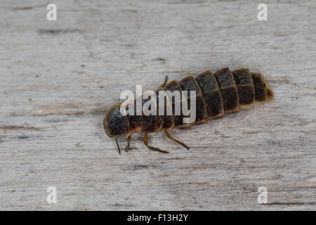 Grande europeo glow worm beetle, delle lucciole, la lucciola, femmina, Großer Leuchtkäfer, Glühwürmchen, Weibchen, Lampyris noctiluca Foto Stock