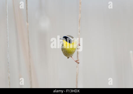 Yellowthroat comune - maschio in habitat reedbed Geothlypis trichas Ontario, Canada BI027601 Foto Stock