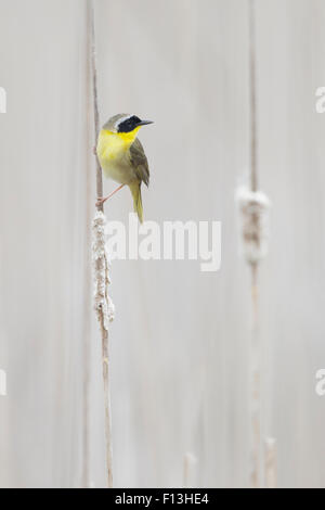 Yellowthroat comune - maschio in habitat reedbed Geothlypis trichas Ontario, Canada BI027605 Foto Stock