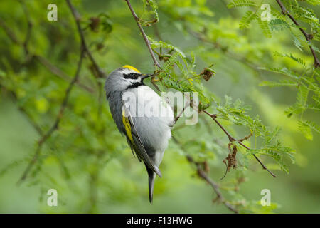 Golden-winged trillo - maschio sulla migrazione Vermivora chrysoptera costa del Golfo del Texas, Stati Uniti d'America BI027625 Foto Stock