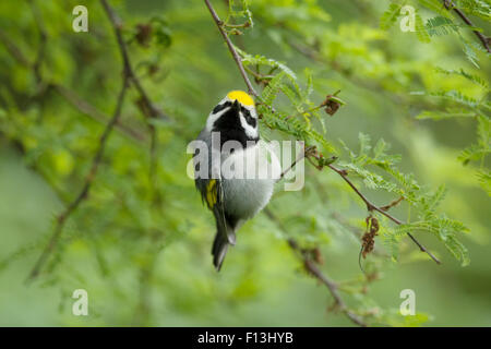 Golden-winged trillo - maschio sulla migrazione Vermivora chrysoptera costa del Golfo del Texas, Stati Uniti d'America BI027626 Foto Stock