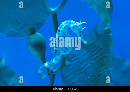 Big-pancia cavallucci marini o panciuta cavalluccio marino Hippocampus abdominalis, è una delle più grandi specie di cavalluccio marino. Foto Stock