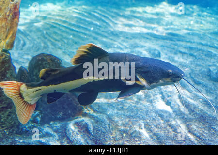 Redtail catfish, Phractocephalus hemioliopterus, è un pimelodid (long-whiskered) pesce gatto. Foto Stock