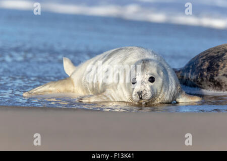 Atlantico guarnizione grigio - 3 settimane vecchio cucciolo Foto Stock