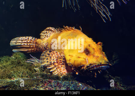 Scorpaena scrofa, nome comune red scorfani, Bigscale scorfani, o di grande scala Scorpion Fish è un infame marine sp Foto Stock