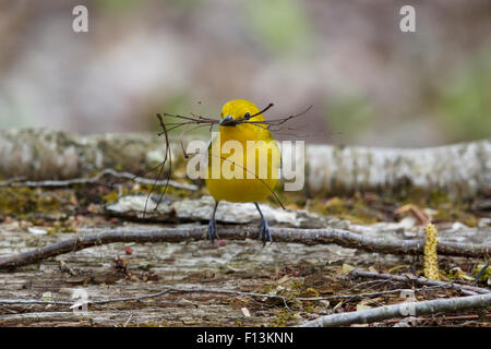 Prothonotary trillo - femmina la raccolta di materiale di nidificazione Protonotaria citrea Ontario, Canada BI027704 Foto Stock