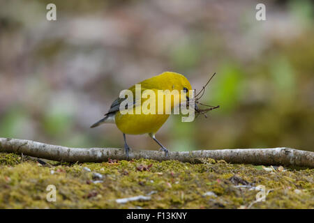 Prothonotary trillo - femmina la raccolta di materiale di nidificazione Protonotaria citrea Ontario, Canada BI027706 Foto Stock