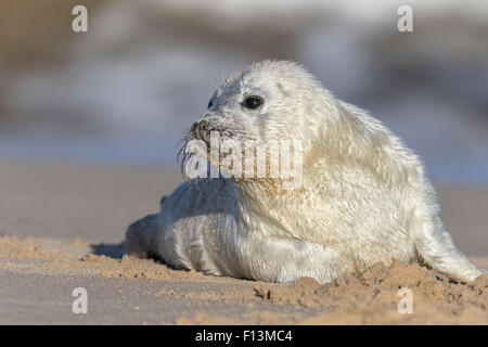 Atlantico guarnizione grigio - 3 settimane vecchio cucciolo Foto Stock