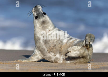 Atlantico guarnizione grigio - 3 settimane vecchio cucciolo Foto Stock