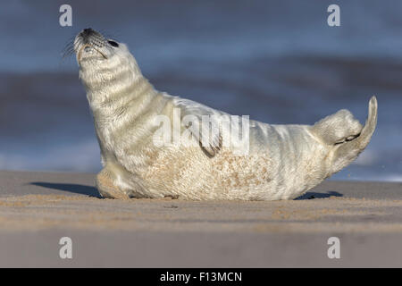 Atlantico guarnizione grigio - 3 settimane vecchio cucciolo Foto Stock