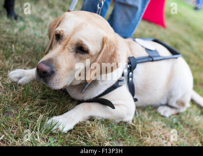 Il Labrador retriever cane guida prima dell'ultimo allenamento per l'animale. I cani vengono sottoposti a vari corsi di formazione prima infine g Foto Stock