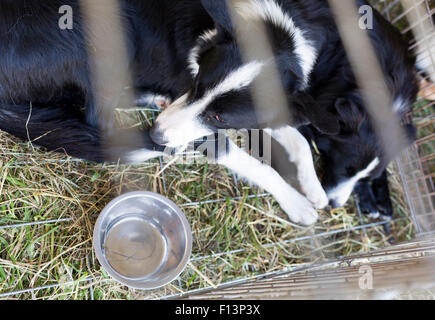 I senzatetto sono cani essendo bloccato in una gabbia. Foto Stock