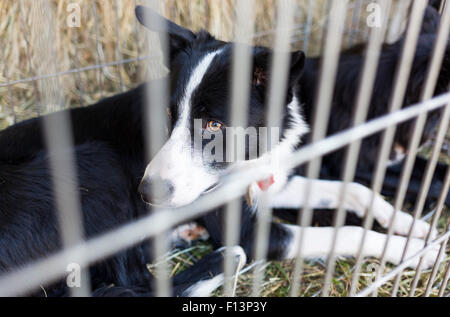 I senzatetto sono cani essendo bloccato in una gabbia. Foto Stock