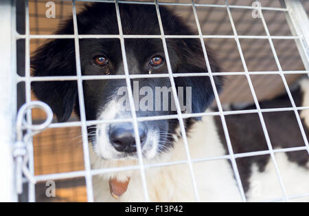 Senzatetto cane viene bloccato in una gabbia. Foto Stock