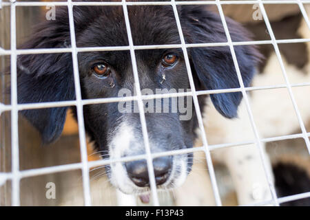 Senzatetto cane viene bloccato in una gabbia. Foto Stock