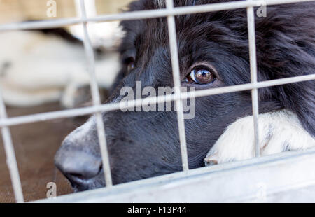 Senzatetto cane viene bloccato in una gabbia. Foto Stock