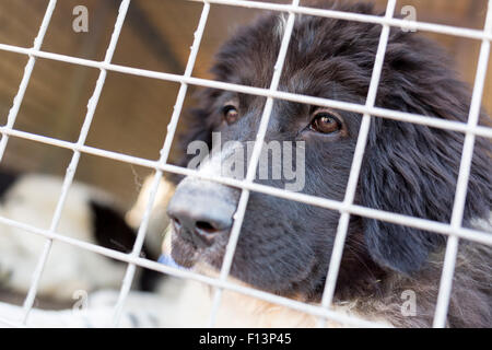 Senzatetto cane viene bloccato in una gabbia. Foto Stock