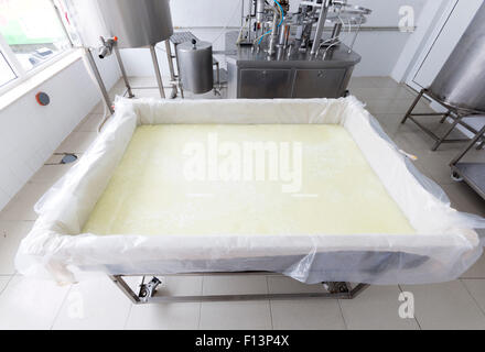 Un bufalo partita di formaggio in un serbatoio in un piccolo caseificio di famiglia. Il caseificio è specializzata in buffalo yogurt e formaggio prodotto Foto Stock