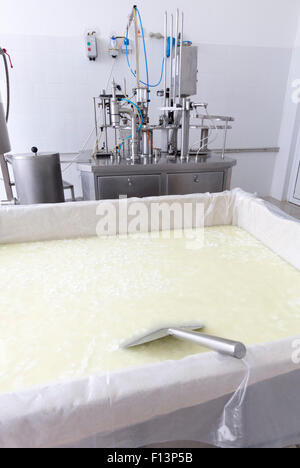 Un serbatoio di prodotti lattiero-caseari con mozzarella di bufala in una piccola famiglia creamery è la preparazione di una partita di formaggio. Il caseificio è specializzata in buffal Foto Stock