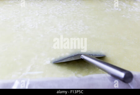 Un serbatoio di prodotti lattiero-caseari con mozzarella di bufala in una piccola famiglia creamery è la preparazione di una partita di formaggio. Il caseificio è specializzata in buffal Foto Stock