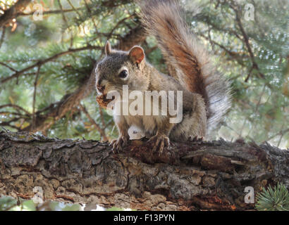 American scoiattolo rosso (Tamiasciurus hudsonicus) con una pigna snack. La Canadian Rockies, Alberta, Canada. Foto Stock