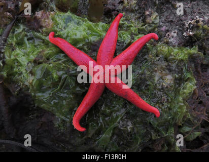 Il pooling di marea a Porto Halleck a Saginaw Bay sull'isola Kuiu produce un seastar. La parte inferiore della stella di mare è equipaggiato con un tubo Foto Stock