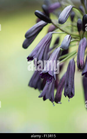 Agapanthus inapertus subsp. pendulus 'Black Magic' . Giglio africano Foto Stock