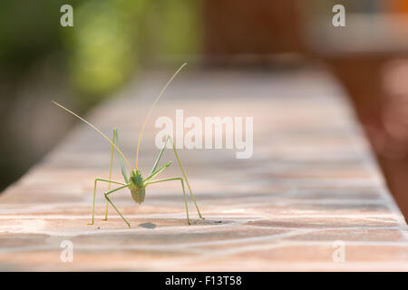 Foglia verde bug camminare e mangiare in un mantel. Foto Stock