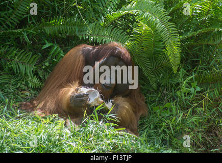 Maschio flangiato Bornean orangutan mangiare una noce di cocco Foto Stock