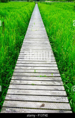 Il Boardwalk attraverso Threave & Carlingwark Loch siti di particolare interesse scientifico, Castle Douglas, Dumfries & Galloway, Scozia Foto Stock