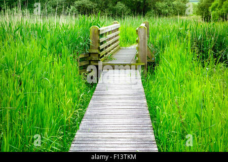 Il Boardwalk attraverso Threave & Carlingwark Loch siti di particolare interesse scientifico, Castle Douglas, Dumfries & Galloway, Scozia Foto Stock