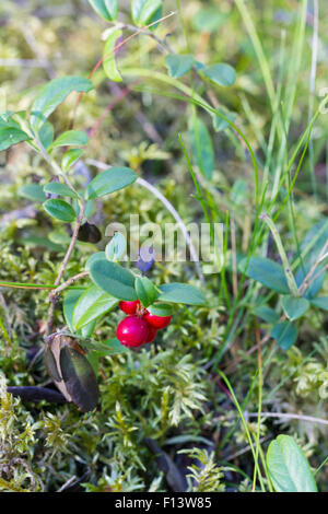 Close-up di ripe lingonberries nei boschi Foto Stock