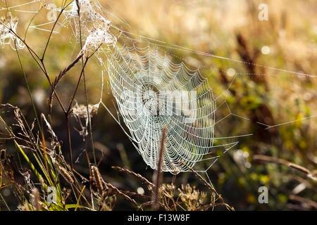 Una ragnatela in un campo, un soleggiato, foschia mattutina Foto Stock