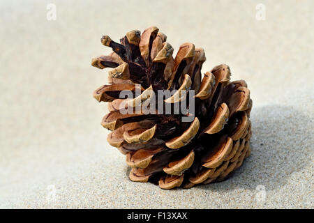 Lone Pine Cone giace sulla sabbia Foto Stock