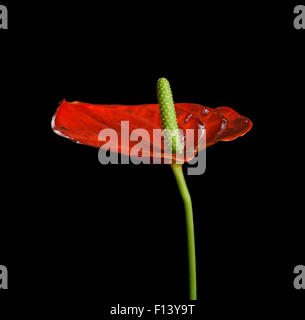 Red Anthurium, noto anche come tailflower, flamingo fiore e laceleaf Foto Stock