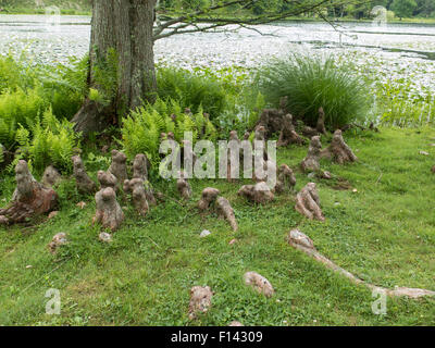 Nodose cypress ginocchia presso il lago a Innesfree giardini in Millbrook, New York. Foto Stock