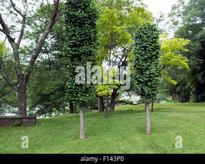 Insolito ginkgo alberi a Innesfree giardini in Millbrook, New York. Foto Stock