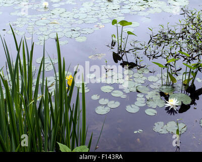 Giardini Innesfree in Millbrook, New York. Foto Stock