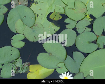 Waterlilies in un giardino in Millbrook, New York. Foto Stock