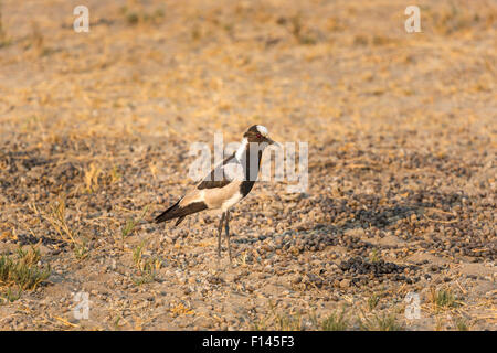 Nero & bianco marcature, fabbro pavoncella o fabbro plover (Vanellus armatus) permanente sulla terra asciutta, Okavango Delta, Botswana, Sud Africa Foto Stock