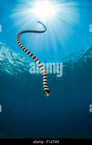 Giallo mare a labbro snake (Laticauda colubrina) si tuffa di nuovo verso il basso per il reef dopo la spianatura per soffio di aria. Apo Island, Dumaguete, Negros, Filippine. Mare di Bohol, tropicali West Oceano Pacifico. Foto Stock